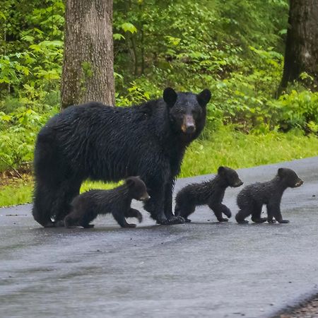 Papa Bear, Hot Tub, Wifi, 1089 Free Tickets Each Paid Day, Dollywood And More Севьервилл Экстерьер фото
