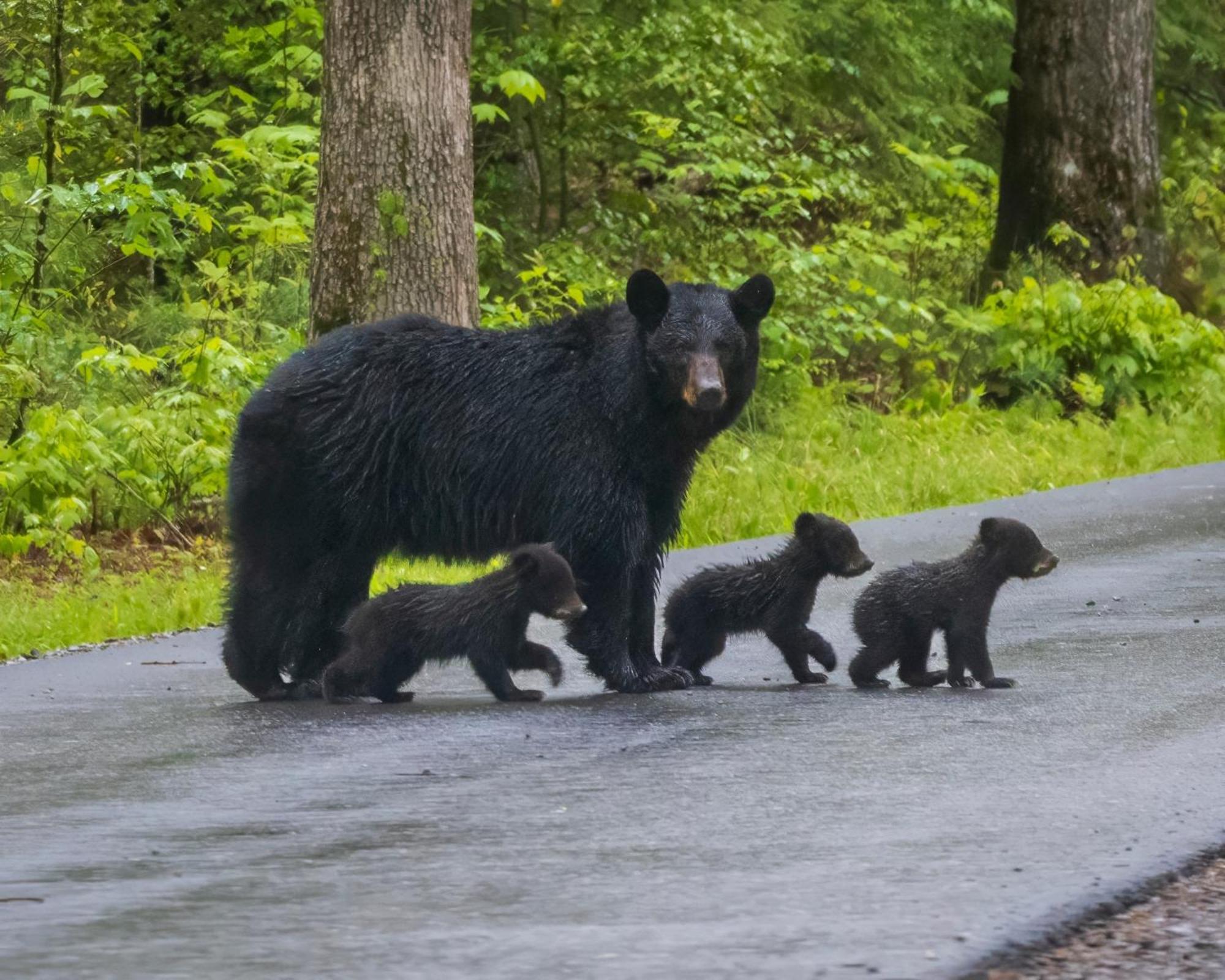 Papa Bear, Hot Tub, Wifi, 1089 Free Tickets Each Paid Day, Dollywood And More Севьервилл Экстерьер фото